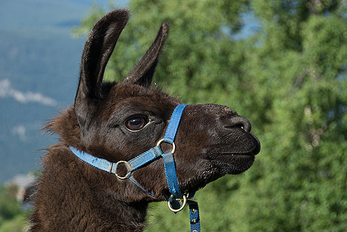 Chavito  (ehemaliges Tragtier) 