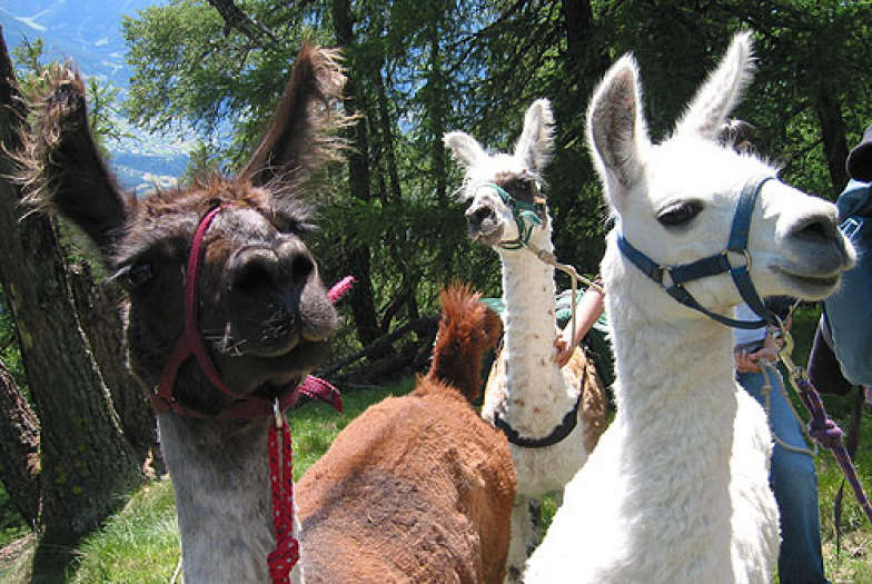Lama-Gruppe.jpg
