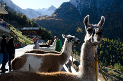 Lama-Trekking
