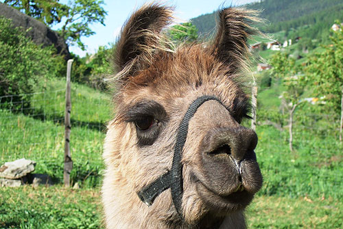 Santos (ehemaliges Leittier)