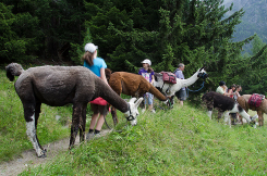 Lama Therapie